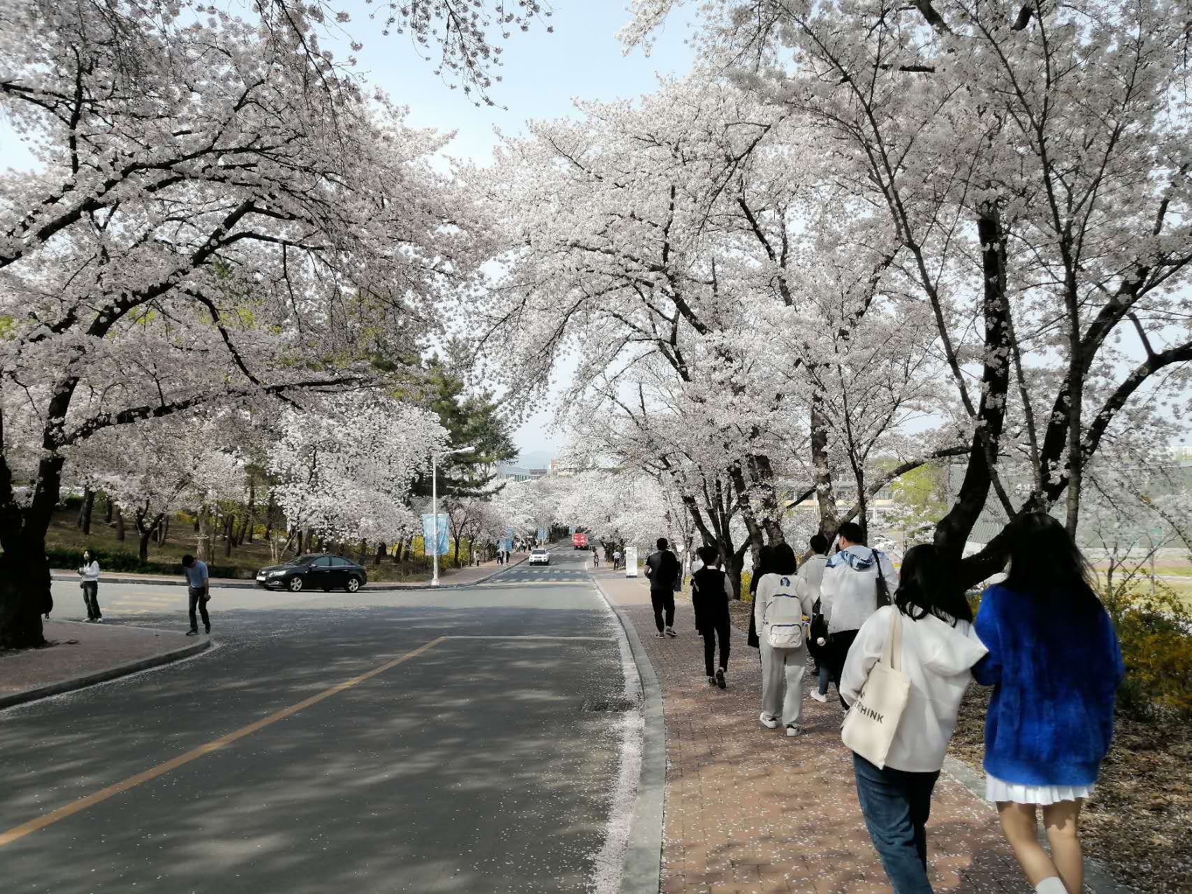 20230330&31年樱花季集体合照及校园樱花美景